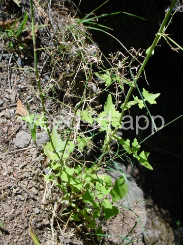 lettuce, wall